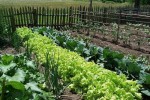 organic garden