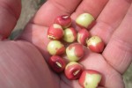 saved seeds for planting