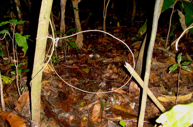 snare trap set in woods